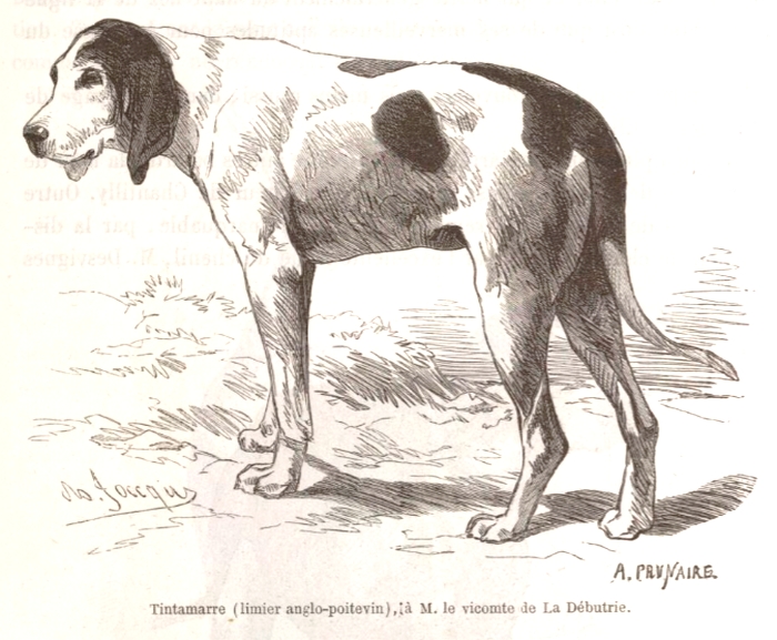 Tintamarre, Equipage de La Débutrie - Illustration tirée de La Vie à la Campagne (Mai 1863)